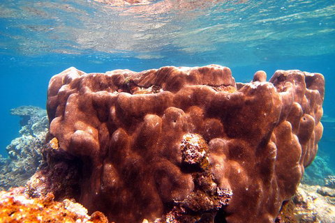Coral Bay 1-Hour Coral Viewing - Attractions Brisbane 5