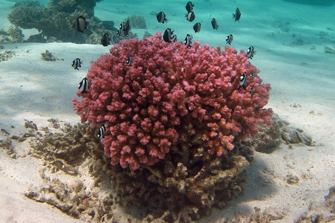 Coral Bay 1-Hour Coral Viewing - Attractions Brisbane 2