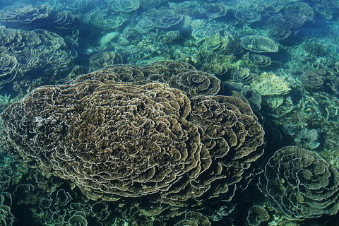 Coral Bay 1-Hour Coral Viewing - Attractions Brisbane 6