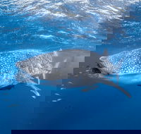 Whale Shark Adventure Tour - Attractions Brisbane