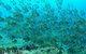 Single Boat Dive - thumb 3