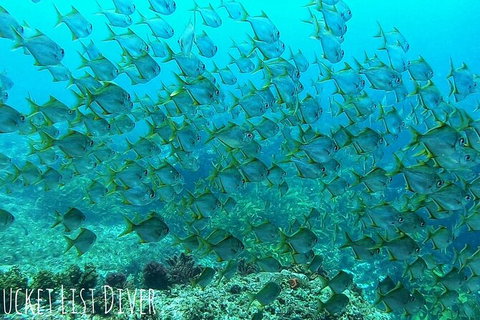 Single Boat Dive - Attractions Brisbane 3