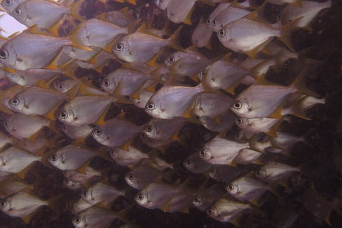 Single Boat Dive - Attractions Brisbane 4
