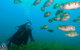 Single Boat Dive - thumb 5