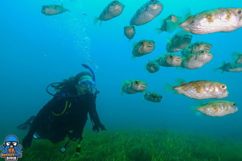 Single Boat Dive - Attractions Brisbane 5