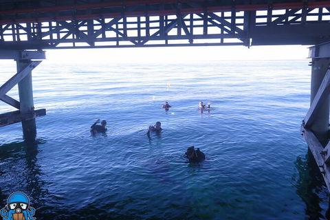 PADI Open Water Course - Attractions Brisbane 3