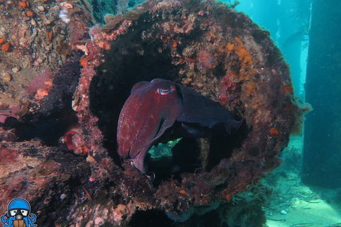 PADI Open Water Course - Attractions Brisbane 1