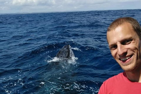 Whale Watching Boat Tour In Geraldton - Attractions Brisbane 2