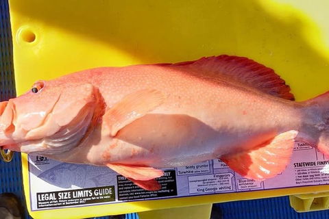 Geraldton Fishing Charter - Attractions Brisbane 13