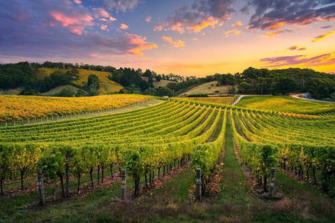 Swan Valley Sunset Wine Tour - Premium Small Group Tour - Attractions Brisbane 0