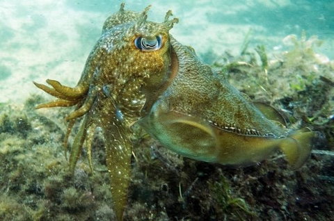 Busselton Jetty & Underwater Observatory Tour - Attractions Brisbane 4