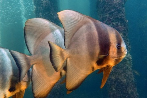 Busselton Jetty & Underwater Observatory Tour - Attractions Brisbane 5