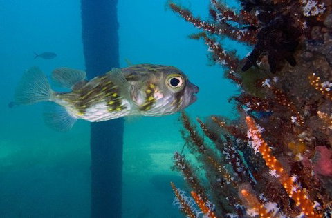 Busselton Jetty & Underwater Observatory Tour - Attractions Brisbane 6