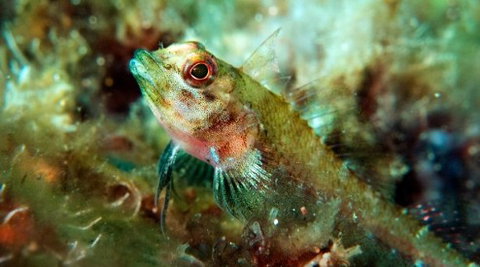 Busselton Jetty & Underwater Observatory Tour - Attractions Brisbane 7