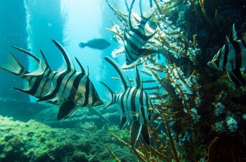 Busselton Jetty & Underwater Observatory Tour - Attractions Brisbane 8