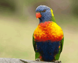 Booderee National Park - Attractions Brisbane 1