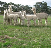 Blackgate Lodge Alpaca Stud - Attractions Brisbane