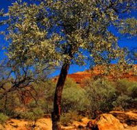 Mt Romance Australia Pty Ltd - Attractions Brisbane