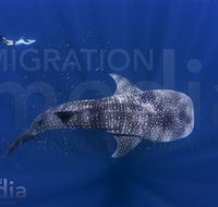Migration Media - Attractions Brisbane