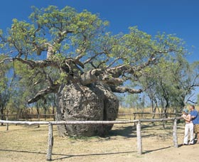 Boab Prison Tree - Attractions Brisbane 0