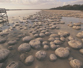 Lake Clifton Thrombolites - Attractions Brisbane 0