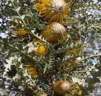 Woylie Walk Dryandra Woodland
