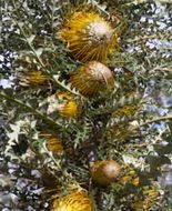 Book Narrogin WA Attractions Attractions Brisbane Attractions Brisbane