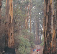 Beedelup National Park - Attractions Brisbane