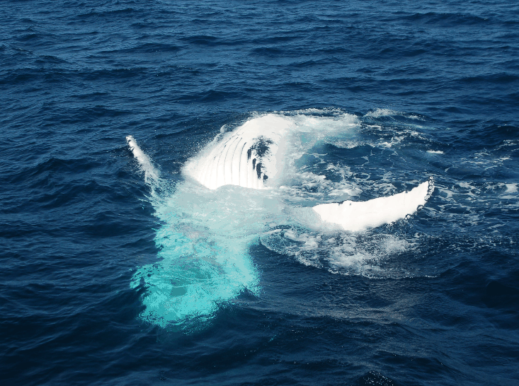 Dolphin Wild Cruises - Attractions Brisbane 0