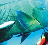 Aristocat Snorkel and Scuba Port Douglas - Attractions Brisbane