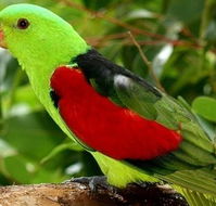 Birdworld Kuranda - Attractions Brisbane