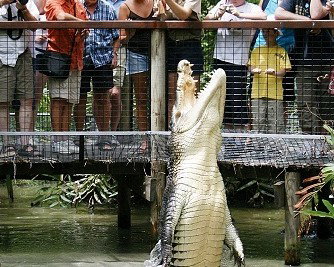 Hartley's Crocodile Adventures - Attractions Brisbane 0