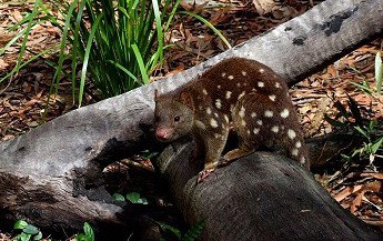 Hartley's Crocodile Adventures - Attractions Brisbane 3