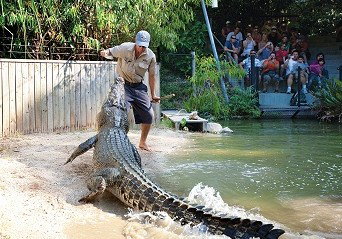 Hartley's Crocodile Adventures - Attractions Brisbane 4