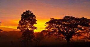 Ingan Tours - Spirit Of The Rainforest Tour - Attractions Brisbane 3