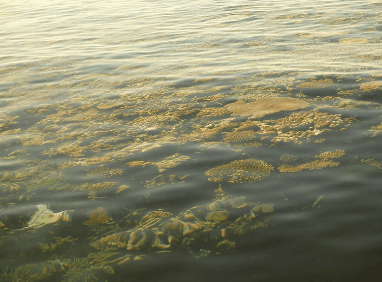 Eco Jet Safari - Attractions Brisbane 1