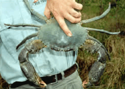 Whitsunday Crocodile Safari - Attractions Brisbane