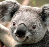 Wildlife Habitat - Attractions Brisbane