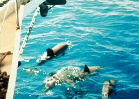 A Whitsunday Luxury Sailing Holiday - Attractions Brisbane 5