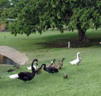 Anzac Park and Ululah Lagoon - Attractions Brisbane