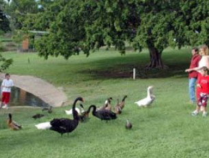Anzac Park And Ululah Lagoon - Attractions Brisbane 0