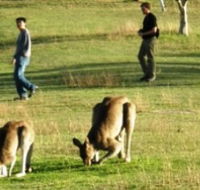 Araucaria Ecotours - Attractions Brisbane