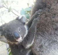 West Oz Wildlife Petting Zoos - Attractions Brisbane