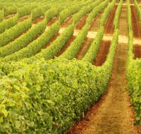 Wignalls Winery - Attractions Brisbane