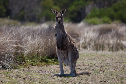 Great Ocean Road Tour With Lunch - Attractions Brisbane 1