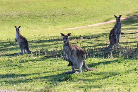 Great Ocean Road Tour With Lunch - Attractions Brisbane 2