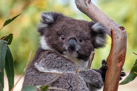 Great Ocean Road Tour With Lunch - Attractions Brisbane 5