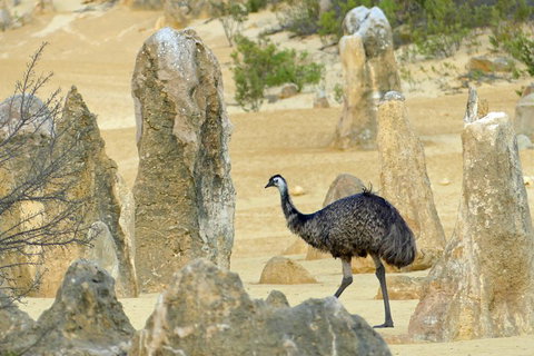 Private, Luxury Pinnacles Tour: Stargazing, Sand-boarding & Sightseeing - Attractions Brisbane 5