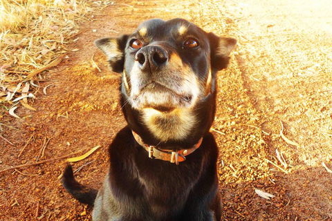 Perth Kids Explorer (Private) Day Tour - Attractions Brisbane 0