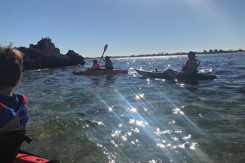 Penguin Island And Fremantle - Canoe, Chocolate & Coffee - Attractions Brisbane 1